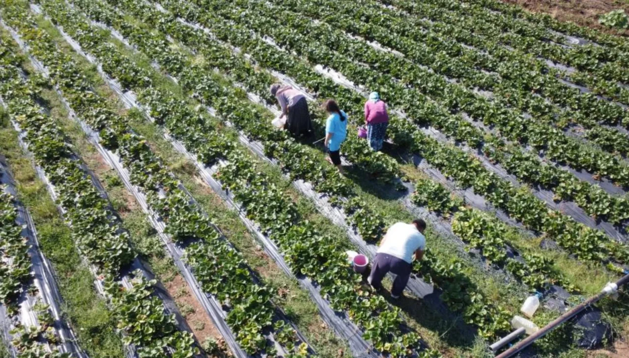 Samsun Haber: Kavak'lı Çiftçiler Tüyap'ta Buluşacak