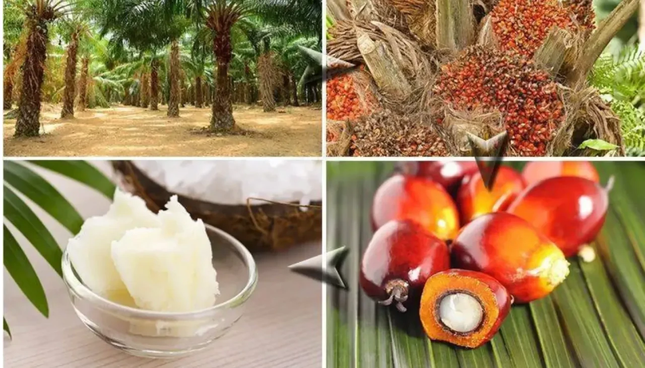 Palm Yağı Zararlı Mı, Palm Yağı Kullanılan Ürünler, Palm Yağı Nedir?