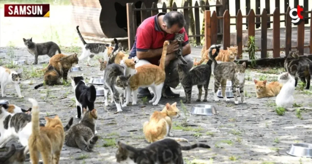 Dünyada sayılı ülkede, Türkiye'de ise ilk ve tek kedi kasabası Samsun'da