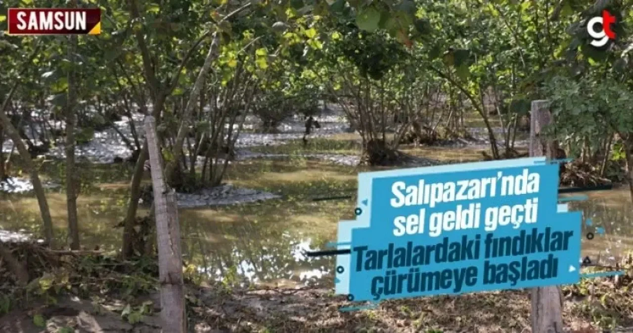 Salıpazarı'nda sel, tarlalardaki fındıkları çürütüyor