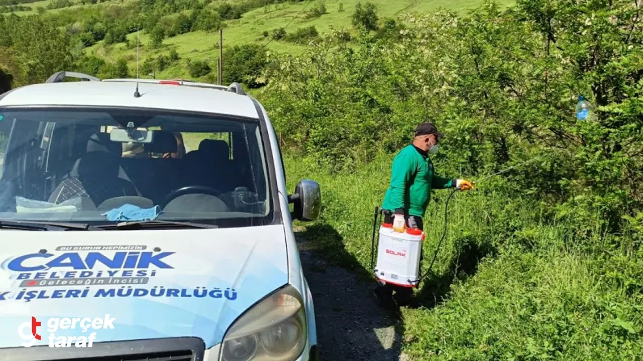 Samsun Canik'te Kokarca Böceğine Feromon Tuzak