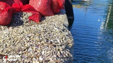 Samsun’da 1 Ton 300 Kilogram Kaçak Midye Ele Geçirildi