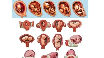 Hafta Hafta Gebelik: Anne ve Bebek Gelişim Rehberi