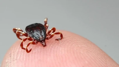 Bu Yaz Kenelerden Korunmak İstiyor Musunuz? İşte Size Doğal Ve Ucuz Çözüm