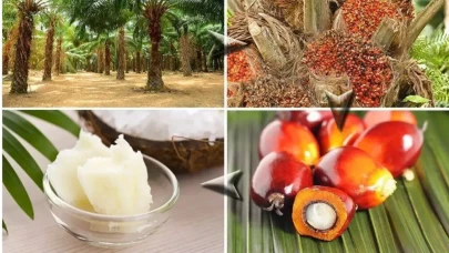 Palm Yağı Zararlı Mı, Palm Yağı Kullanılan Ürünler, Palm Yağı Nedir?