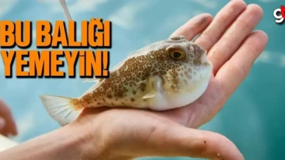 Balon balığı yenir mi? Balon balığı zehirli mi?