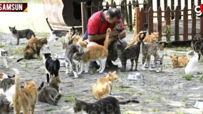 Dünyada sayılı ülkede, Türkiye'de ise ilk ve tek kedi kasabası Samsun'da