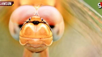 Bu fotoğraf Bafra'da çekildi