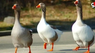 Samsun'da kaz satışları başladı