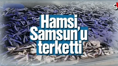 Hamsi Samsun'u terketti