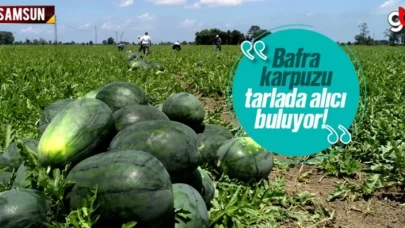 Bafra karpuzu çıktı, kilosu 60 kuruştan satılıyor