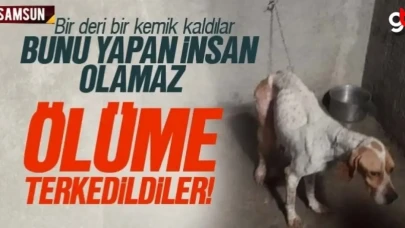 Hayvan barınağı değil, ölüm hücresi
