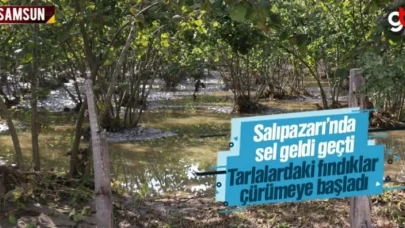 Salıpazarı'nda sel, tarlalardaki fındıkları çürütüyor