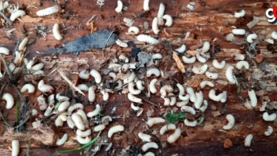Mudurnu'da "göknar kabuk böceği" ile mücadele