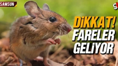 Samsun'da tarla faresi uyarısı