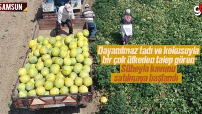 Bafra'nın meşhur Süheyla kavunu satışa çıktı