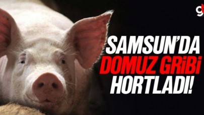 Samsun'da domuz gribi virüsü yayıldı