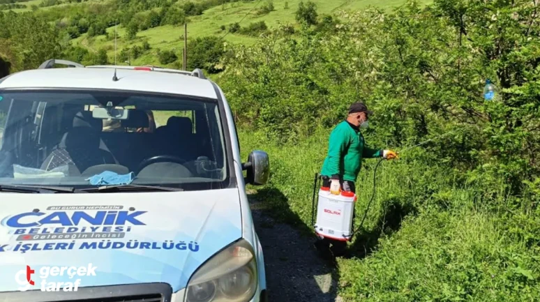 Kokarca Böceğine Feromon Tuzak