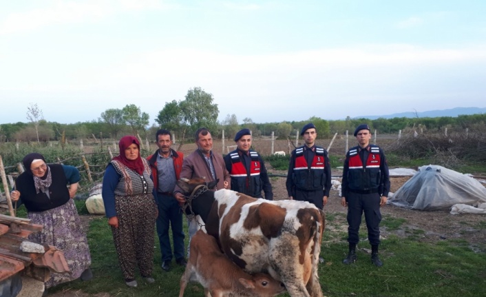 Samsun'da büyükbaş hayvan hırsızlığı iddiası