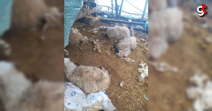 Düzce'de kurtların saldırdığı 13 koyun telef oldu