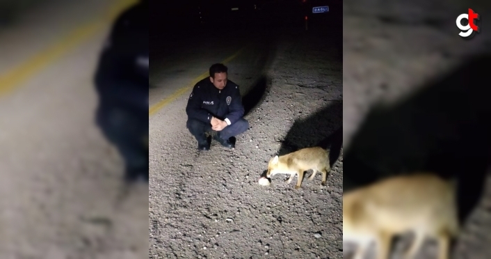 Kastamonu'da polisler yolda gördükleri tilkiyi besledi