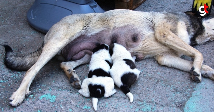 Amasya'da terk edilen köpek yavrularına başka köpek annelik ediyor