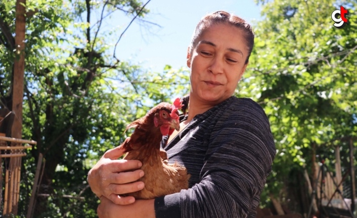 Mesleğini bırakıp memleketine dönen girişimci organik yumurta üretimi için tavuk çiftliği kurdu