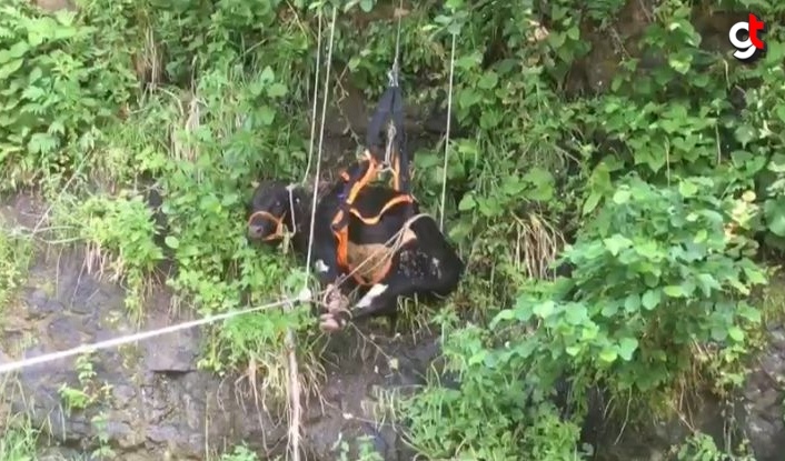 Trabzon'da ormanlık alanda mahsur kalan 3 inek itfaiye ekiplerince kurtarıldı