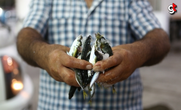 Trabzon'da balıkçılar av sezonunun ilk gününde bol miktarda istavritle kıyıya döndü