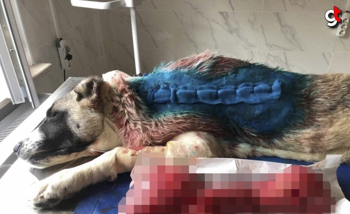 Karabük'te kangal köpeğin sırtındaki ur ameliyatla alındı