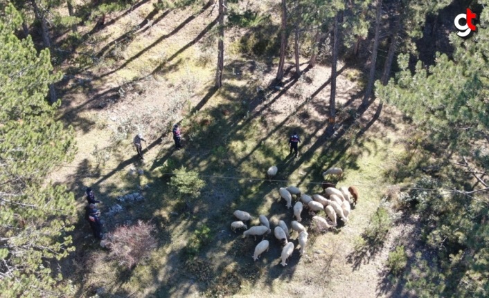 Kastamonu'da jandarma kaybolan hayvanları drone yardımıyla buldu