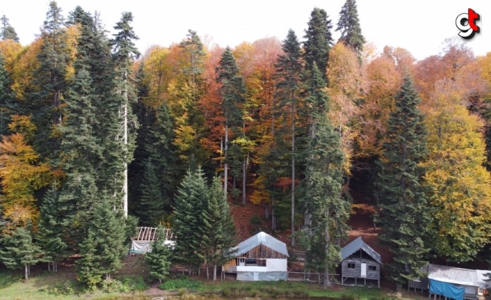 Pürenli Yaylası'nda sonbaharda renk cümbüşü yaşanıyor