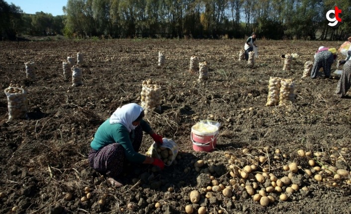 Tokat'ta üretilen patates verimi ve fiyatıyla üreticisini sevindirdi