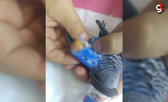 Zonguldak'ta 33 gramlık kuşun karnından 8 gram tümör çıkarıldı