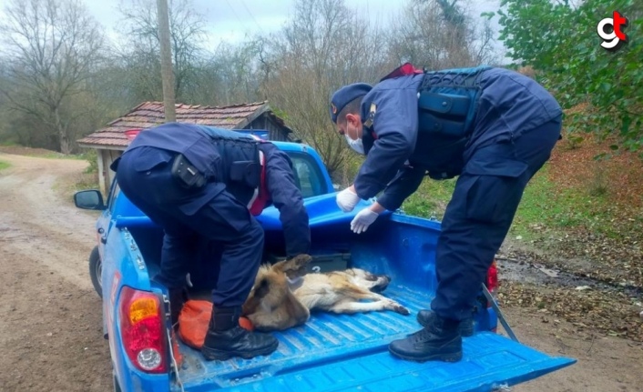 Bolu'da jandarmanın bulduğu yaralı köpek tedaviye alındı
