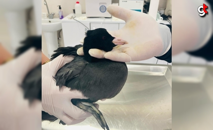 Karabük'te tedavi edilen sakarmeke kuşu doğaya salındı
