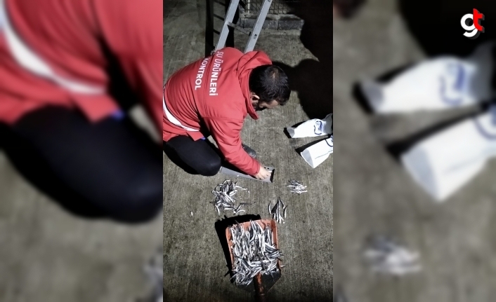Trabzon'da küçük boyda avlanan 20 ton hamsiye el konuldu