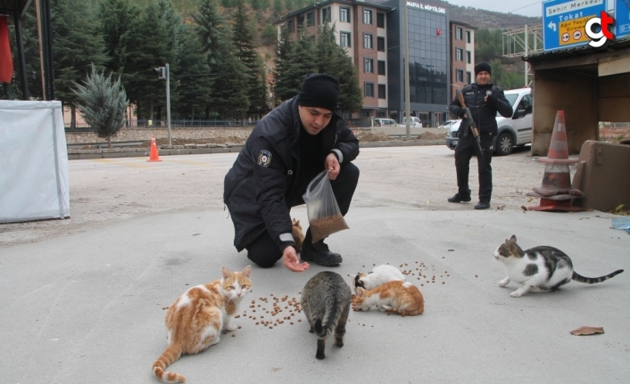 Uygulama noktasına sığınan kediler polislerin mesai arkadaşı oldu