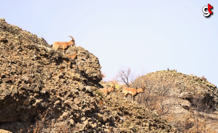 Ordu ve Tokat'ta yaban keçilerinin sayısında artış gözlendi