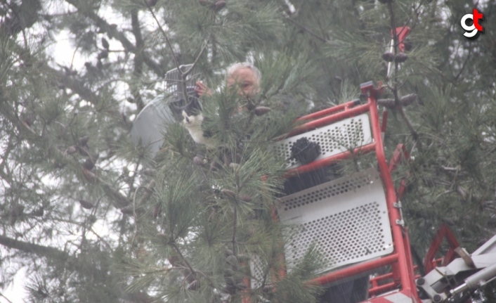 Ordu'da ağaçta mahsur kalan kediyi itfaiye ekipleri kurtardı
