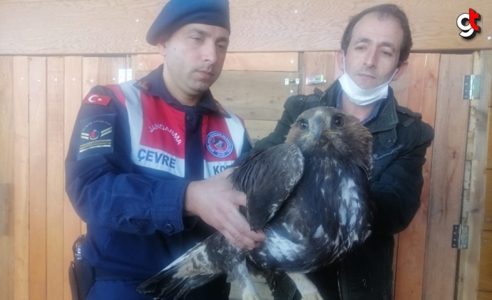 Tokat'ta jandarmanın bulduğu yaralı kartal tedavi altına alındı