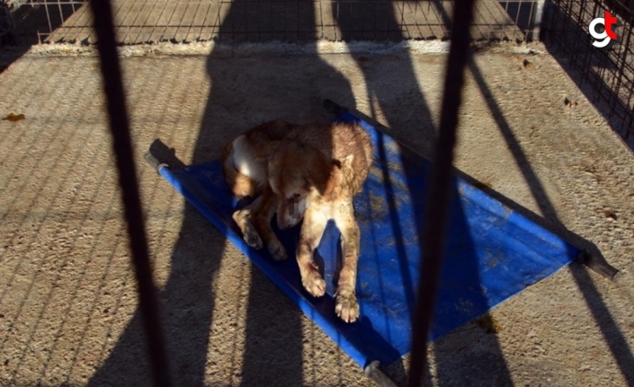 Zonguldak'ta gözleri oyuk bulunan köpek tedaviye alındı