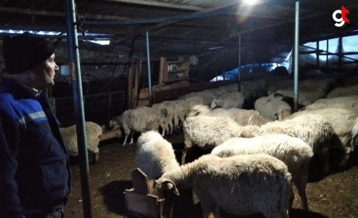 Amasya'da kar nedeniyle çatısı çöken ağıldaki 100 koyun kurtarıldı