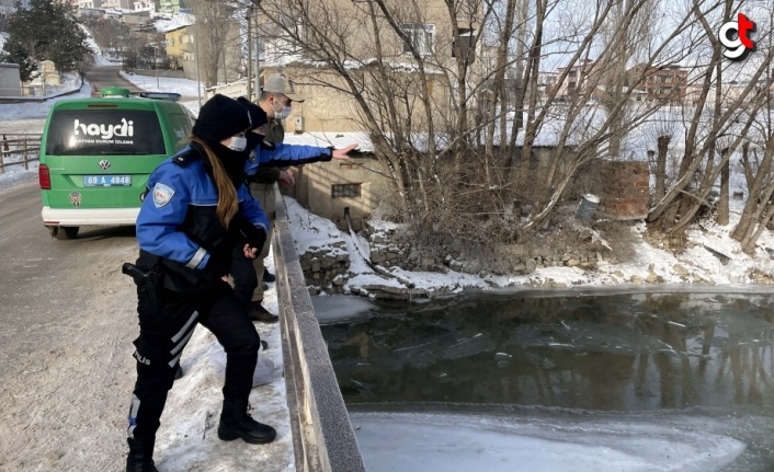 Bayburt'ta kısmen donan Çoruh Nehri'ndeki yaban ördeklerini polis ekipleri besledi