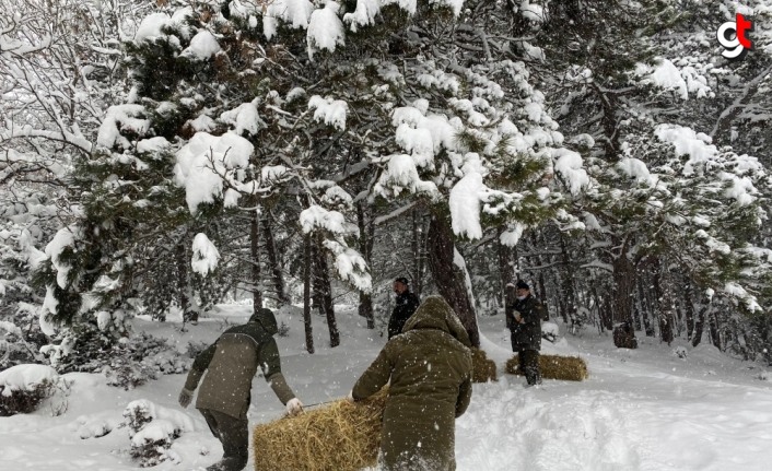 Bolu'da yabani hayvanlar için karla kaplı yaylalara yem bırakıldı