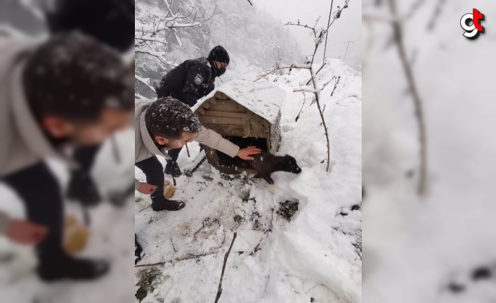 Doğankent'te soğuktan etkilenen sokak hayvanları için yem bırakıldı