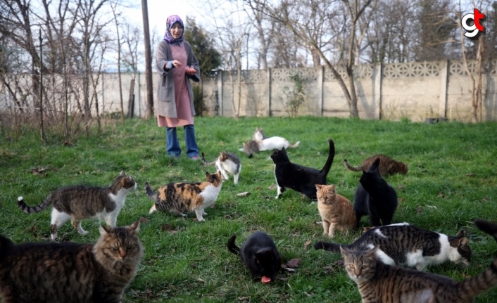 Evinin bahçesini yardıma muhtaç sokak hayvanlarına açtı