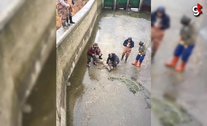 Samsun'da sulama kanalına düşen karaca kurtarıldı