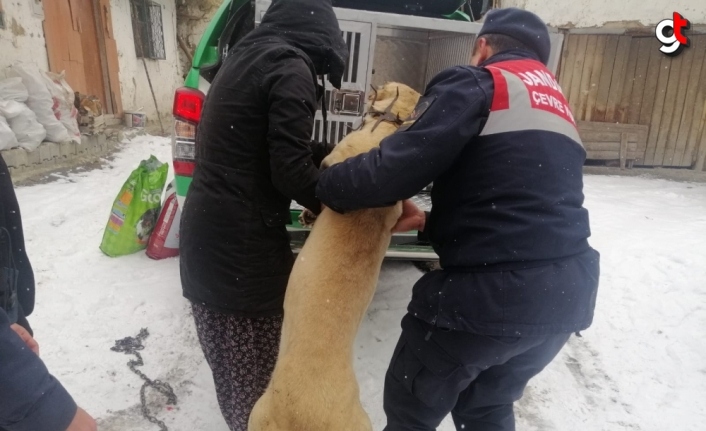 Tokat'ta köpeği tüfekle vurduğu iddia edilen kişi hakkında yasal işlem başlatıldı