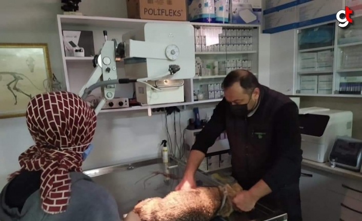 Tokat'ta yaralı halde bulunan tilki tedavi altına alındı
